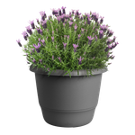 amiga round 25cm anthracite